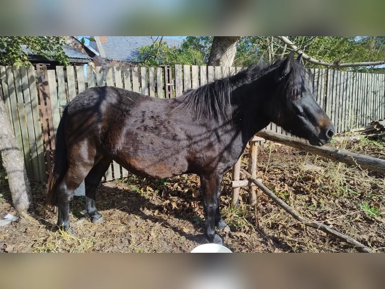 Huçul Croisé Jument 4 Ans 123 cm Bai brun foncé in Dziuplina