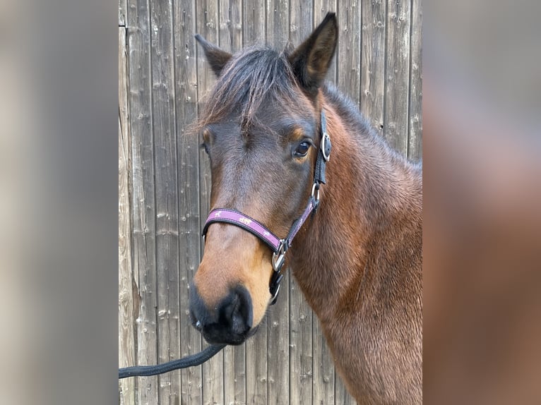 Huçul Jument 4 Ans 137 cm Bai brun in Meddershem