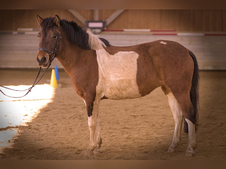 Huçul Croisé Jument 4 Ans 137 cm Pinto in SimmershofenUffenheim