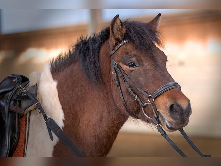 Huçul Croisé Jument 4 Ans 137 cm Pinto in SimmershofenUffenheim