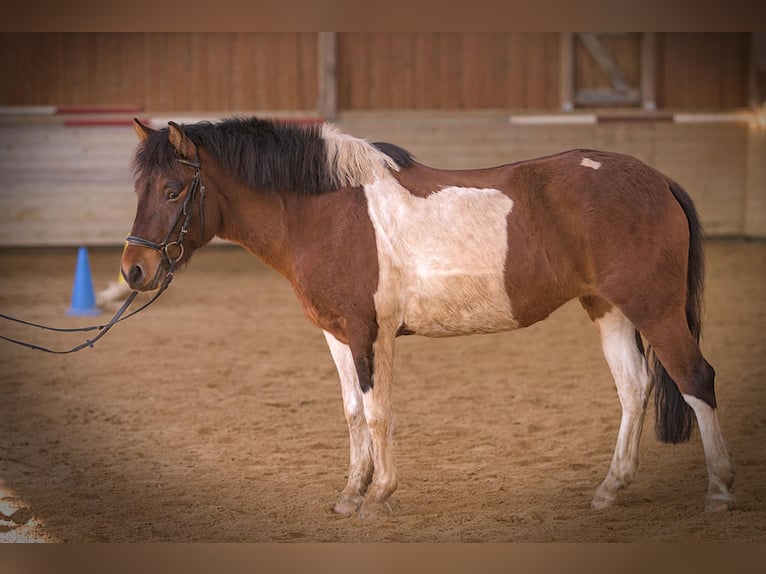 Huçul Croisé Jument 4 Ans 137 cm Pinto in SimmershofenUffenheim