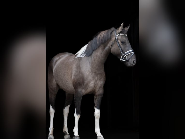 Huçul Jument 4 Ans 140 cm Pinto in Gelchsheim
