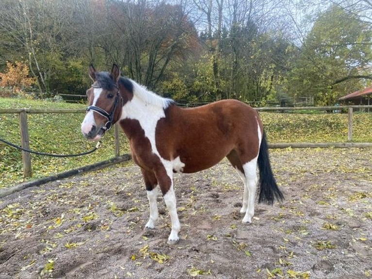 Huçul Jument 4 Ans 143 cm Pinto in Wellheim