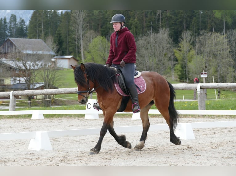 Huçul Jument 4 Ans 144 cm Isabelle in Ramsau