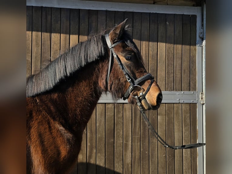 Huçul Jument 4 Ans 146 cm Bai in Mülheim an der Ruhr