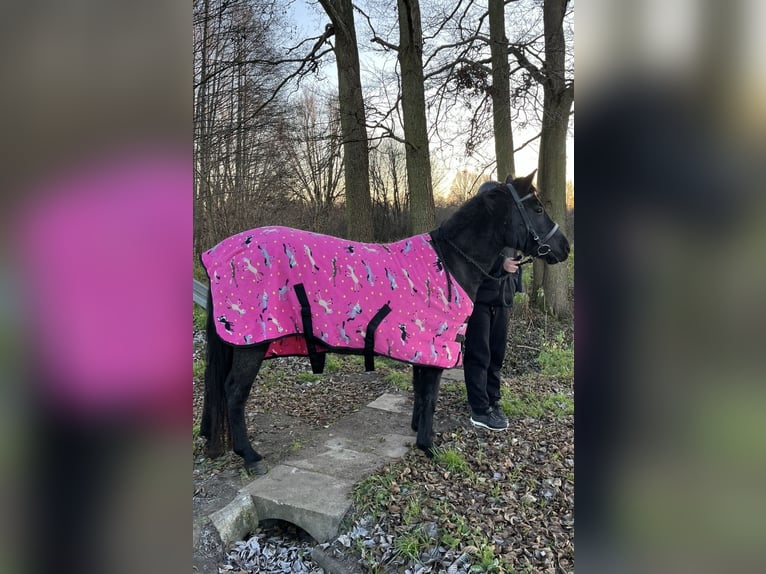 Huçul Jument 5 Ans 135 cm Noir in Rypin