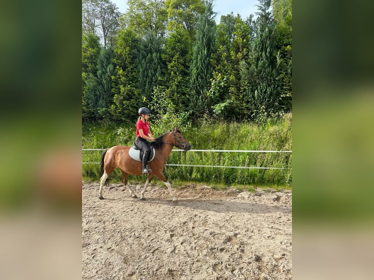 Huçul Jument 5 Ans 140 cm Pinto in Rehau