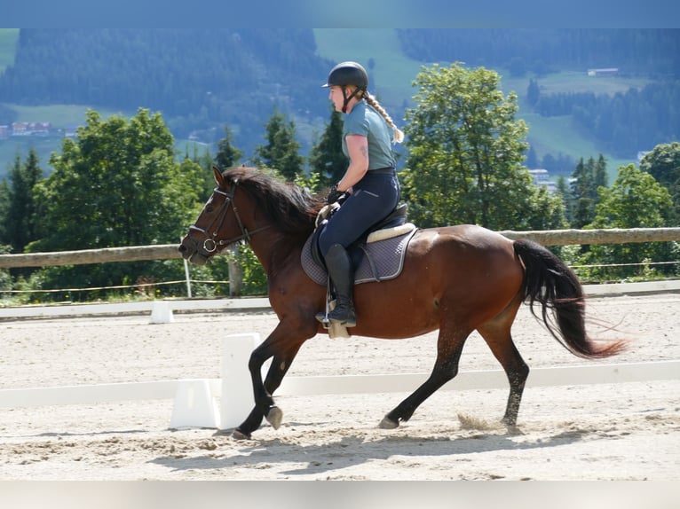 Huçul Jument 5 Ans 145 cm Isabelle in Ramsau am Dachstein