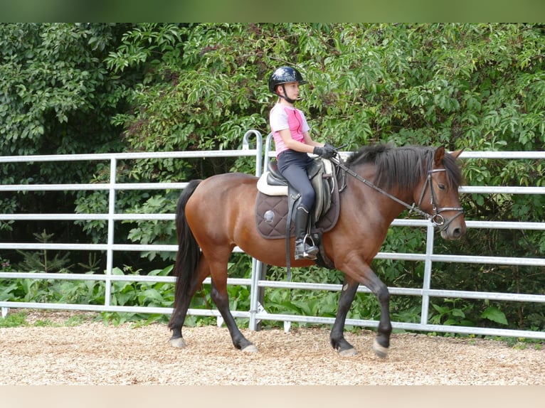 Huçul Jument 5 Ans 145 cm Isabelle in Ramsau am Dachstein