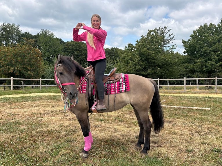 Huçul Croisé Jument 5 Ans 150 cm Grullo in Linkenbach