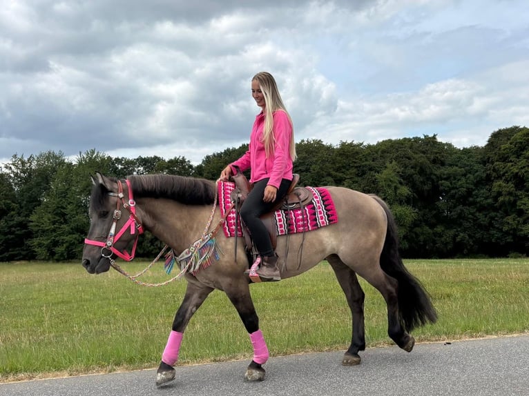 Huçul Croisé Jument 5 Ans 150 cm Grullo in Linkenbach