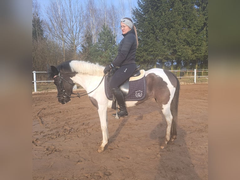 Huçul Jument 6 Ans 136 cm Pinto in Forst