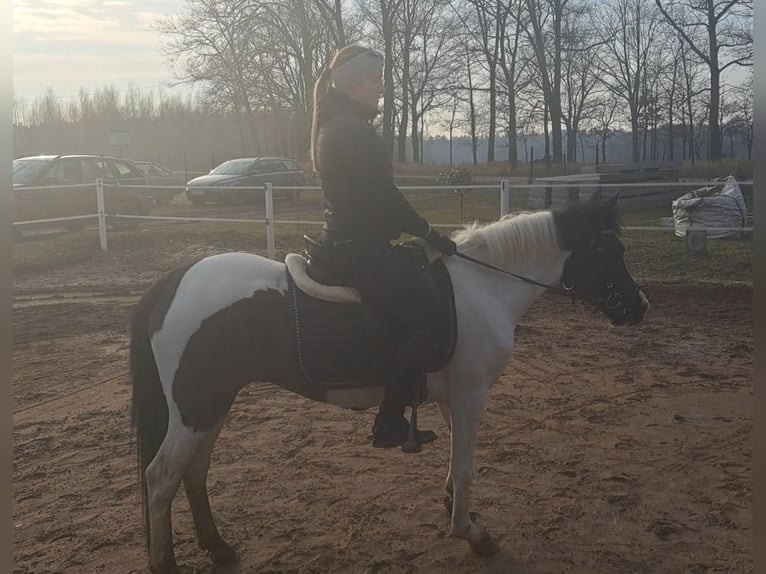 Huçul Jument 6 Ans 136 cm Pinto in Forst