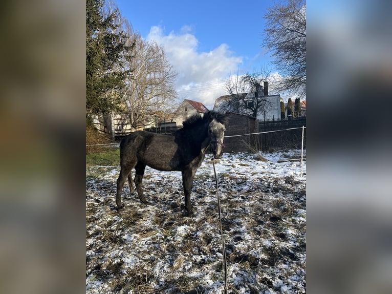 Huçul Croisé Jument 6 Ans 137 cm Gris in Ziegelheim