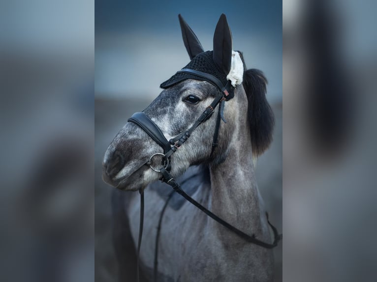 Huçul Croisé Jument 6 Ans 137 cm Gris in Ziegelheim