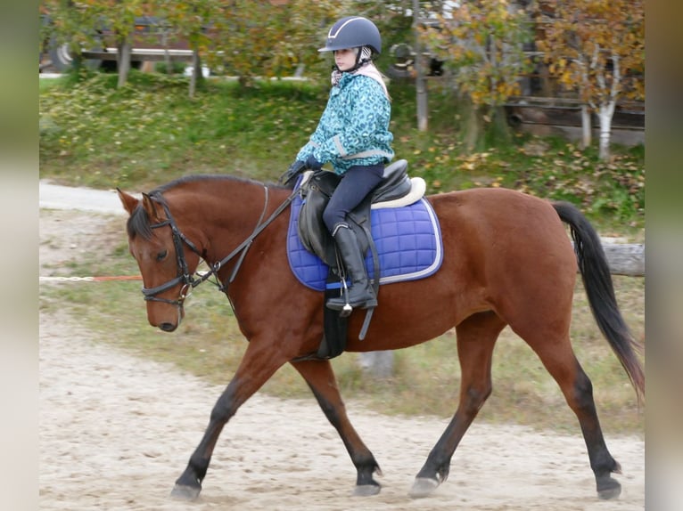 Huçul Jument 6 Ans 148 cm Isabelle in Ramsau