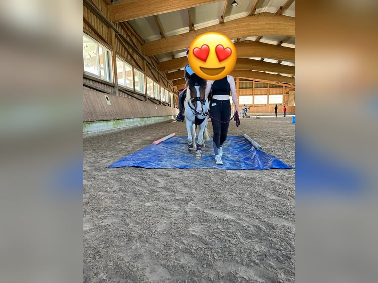 Huçul Jument 7 Ans 135 cm Pinto in Ellingen