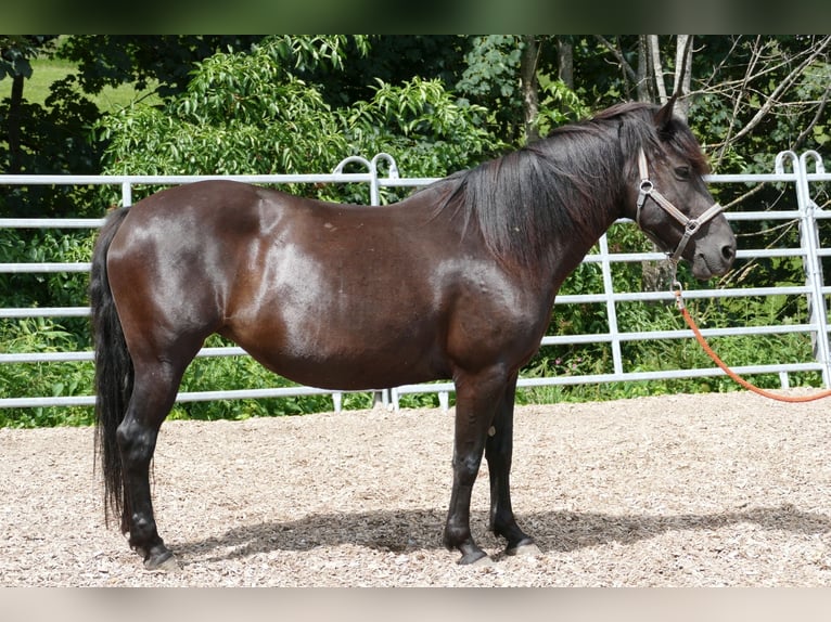 Huçul Jument 7 Ans 138 cm Noir in Ramsau