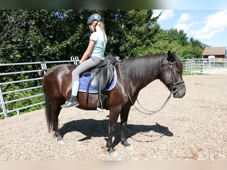 Huçul Jument 7 Ans 138 cm Noir in Ramsau