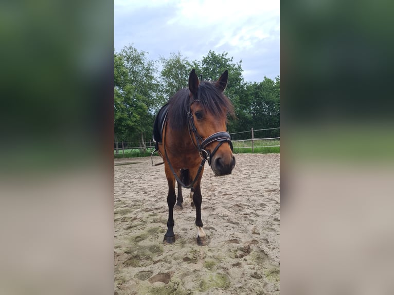 Huçul Jument 7 Ans 141 cm Bai in Gasselternijveenschemond