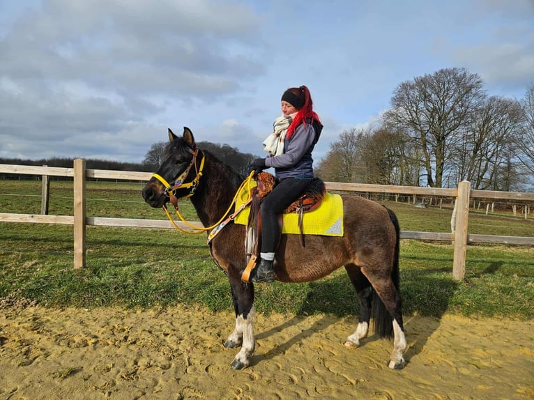 Huçul Jument 7 Ans 146 cm  in Linkenbach