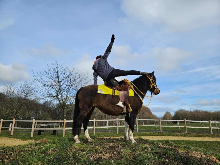 Huçul Jument 7 Ans 146 cm  in Linkenbach