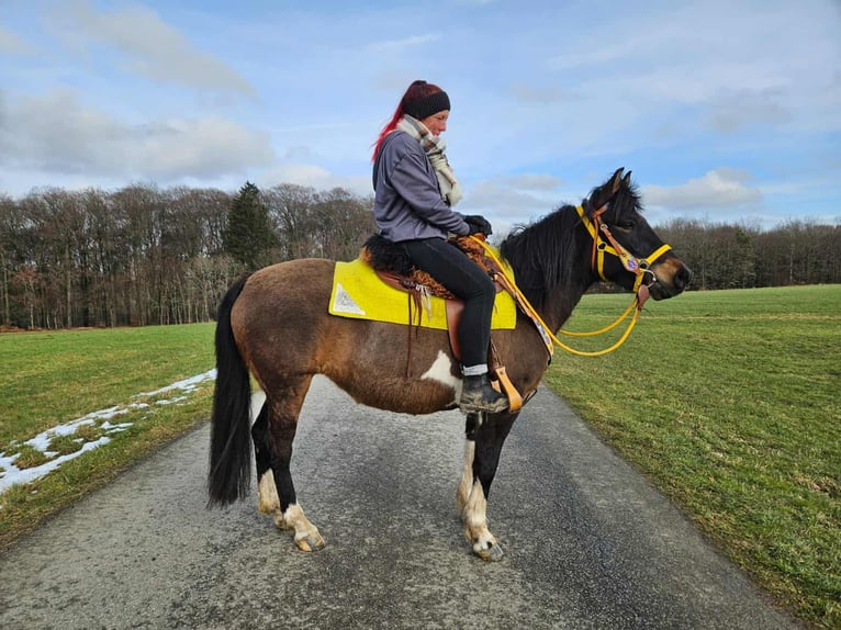 Huçul Jument 7 Ans 146 cm  in Linkenbach