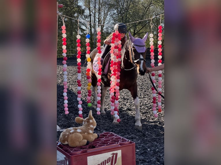 Huçul Jument 8 Ans 138 cm Pinto in Donaueschingen