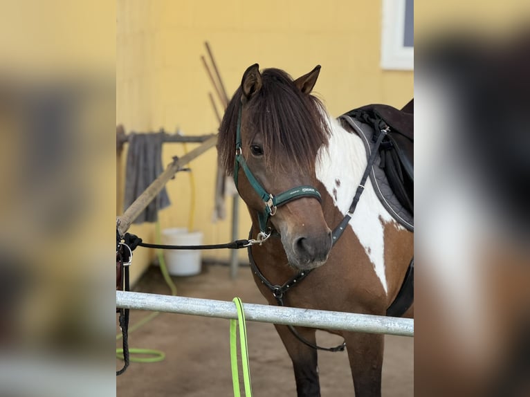 Huçul Jument 8 Ans 141 cm Pinto in Witzenhausen