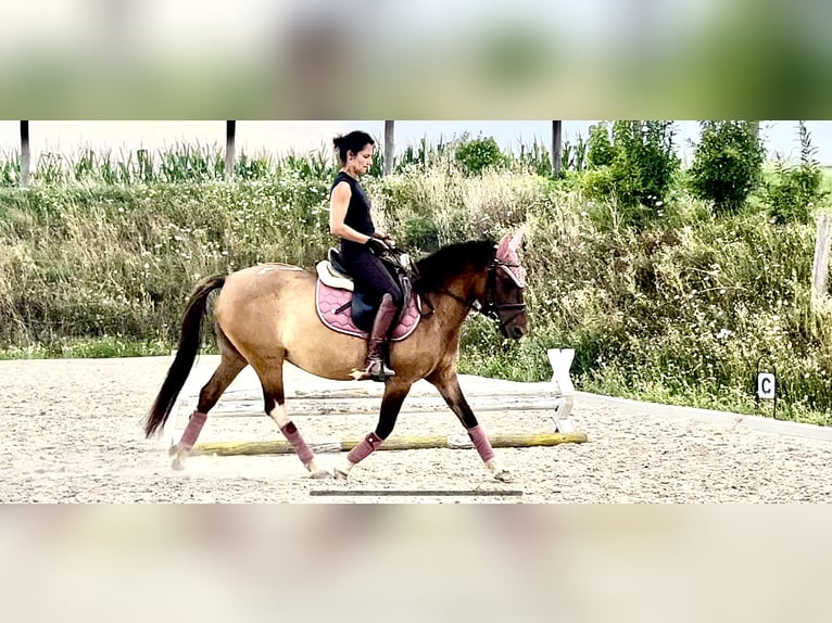 Huçul Jument 8 Ans 142 cm Pinto in Pinkafeld