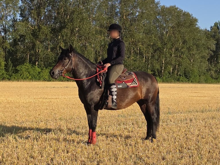 Huçul Jument 8 Ans 144 cm Bai brun in Linkenbach