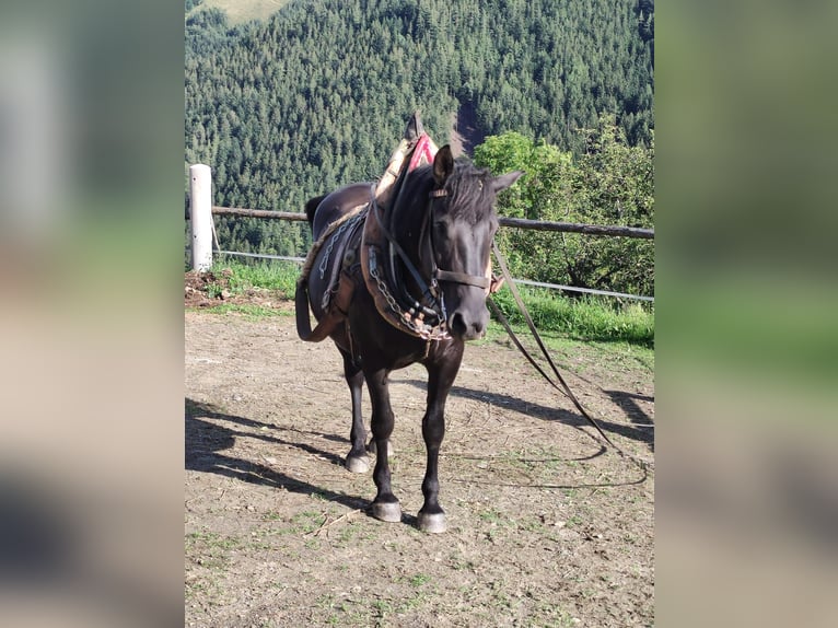 Huçul Jument 8 Ans 145 cm Bai brun foncé in Gasen