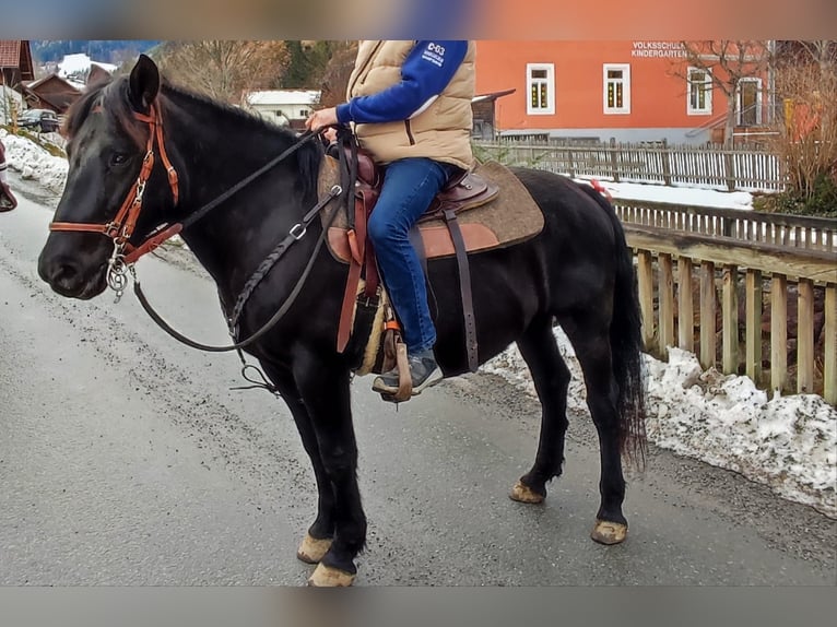 Huçul Jument 8 Ans 145 cm Bai brun foncé in Gasen