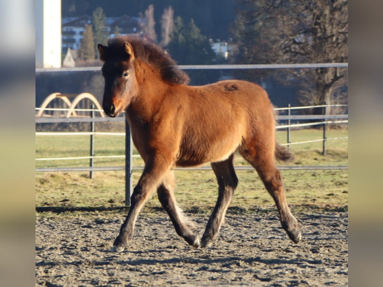 Huçul Croisé Jument Poulain (09/2025) 140 cm Bai in Kirchbichl