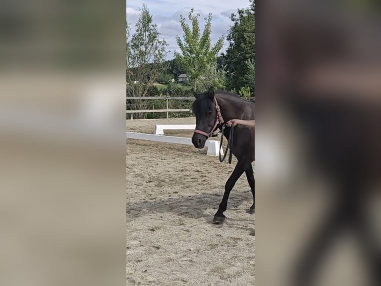 Hucul Mare 10 years 13,2 hh Black in Mittergoggitsch