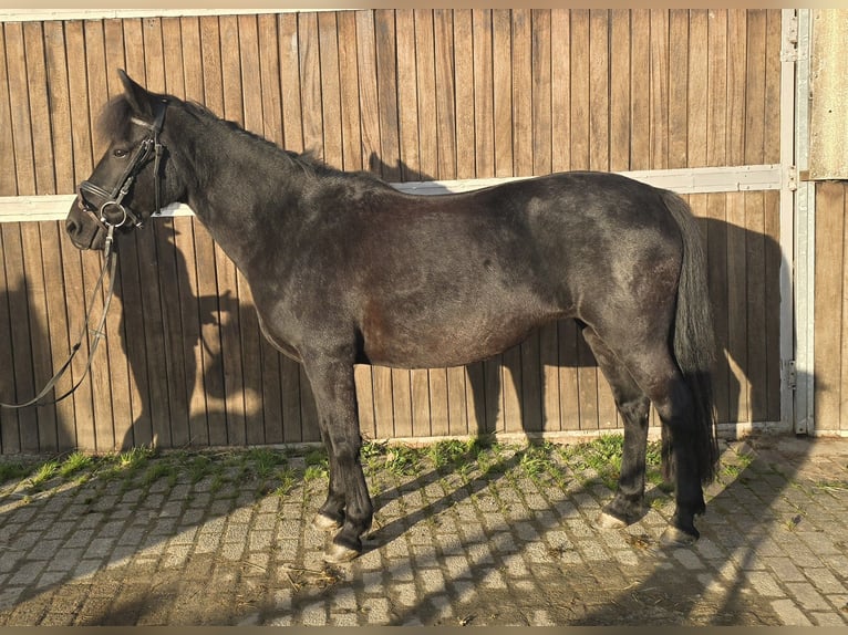 Hucul Mare 10 years 13,2 hh Black in Mülheim an der Ruhr