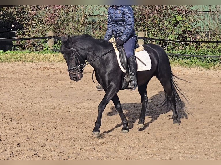 Hucul Mare 10 years 13,2 hh Black in Mülheim an der Ruhr