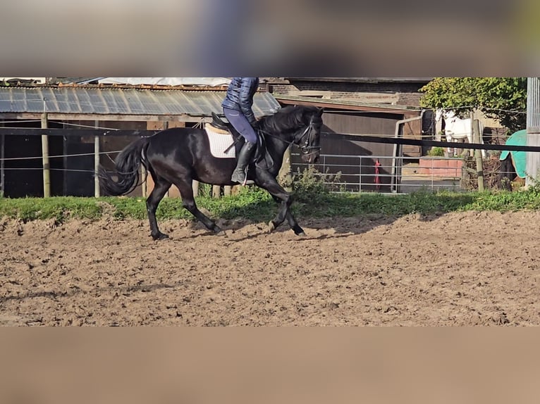 Hucul Mare 10 years 13,2 hh Black in Mülheim an der Ruhr