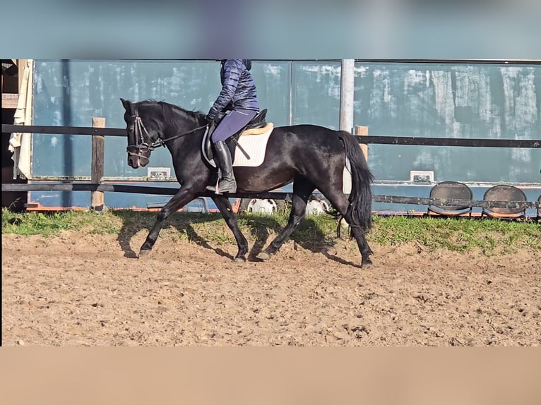 Hucul Mare 10 years 13,2 hh Black in Mülheim an der Ruhr