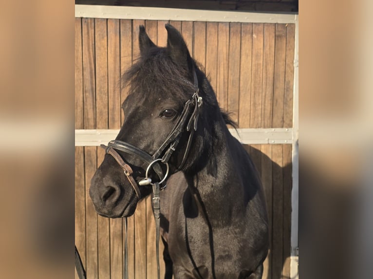 Hucul Mare 10 years 13,2 hh Black in Mülheim an der Ruhr