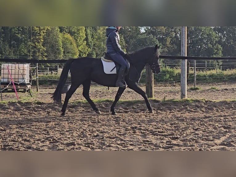 Hucul Mare 10 years 13,2 hh Black in Mülheim an der Ruhr