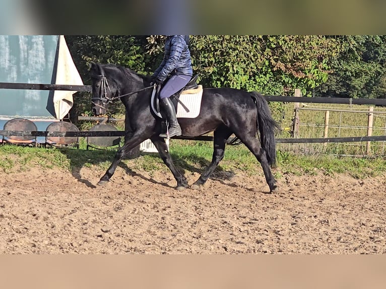 Hucul Mare 10 years 13,2 hh Black in Mülheim an der Ruhr