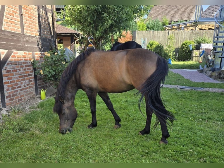 Hucul Mare 10 years 13.2 hh Dun in Golmbach