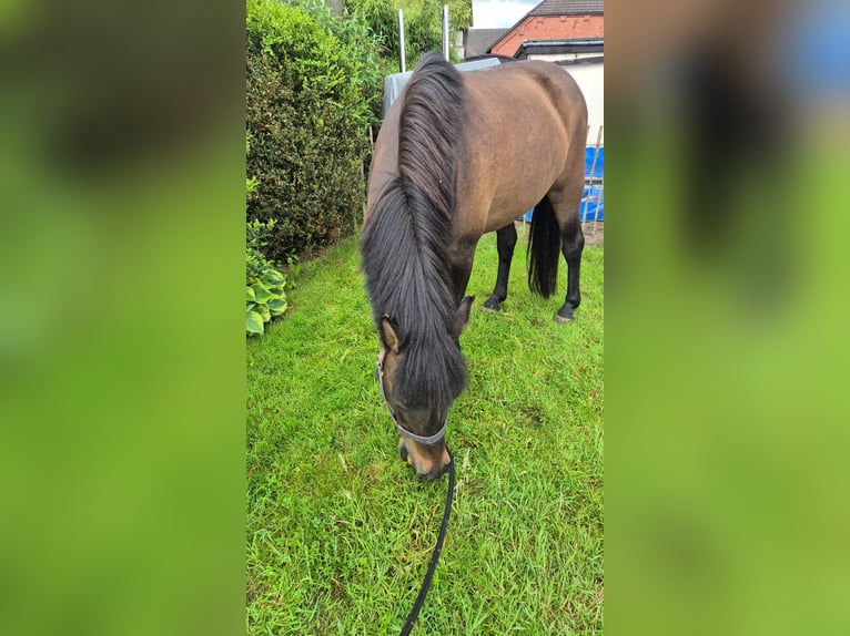 Hucul Mare 10 years 13.2 hh Dun in Golmbach