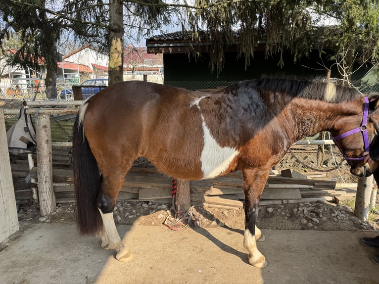 Hucul Mare 10 years 13.3 hh Pinto in Blankenfelde