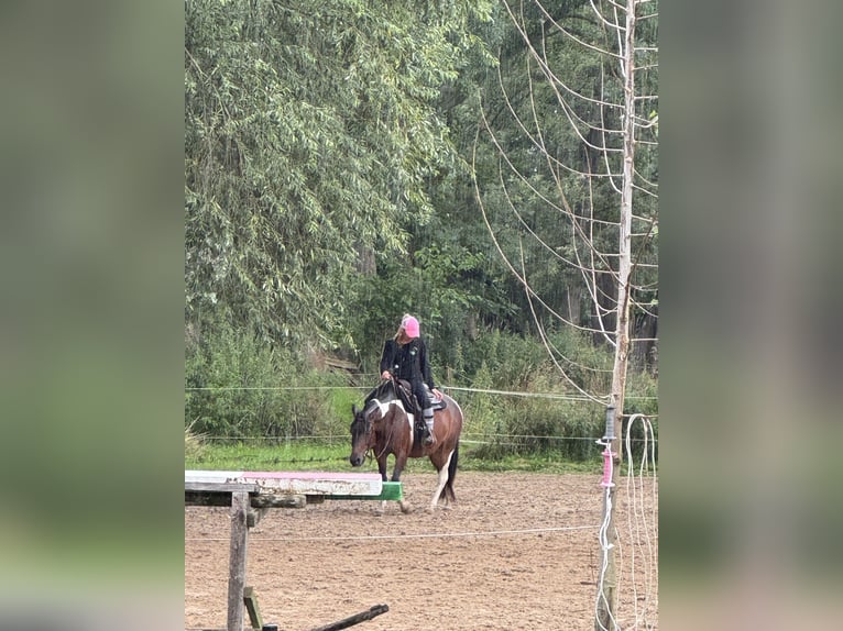 Hucul Mare 10 years 13.3 hh Pinto in Blankenfelde