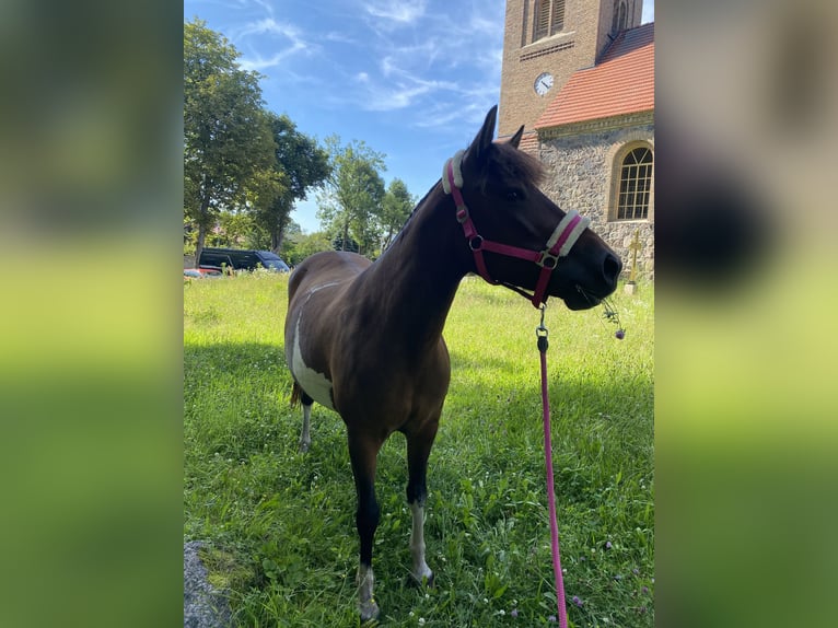 Hucul Mare 10 years 13.3 hh Pinto in Blankenfelde