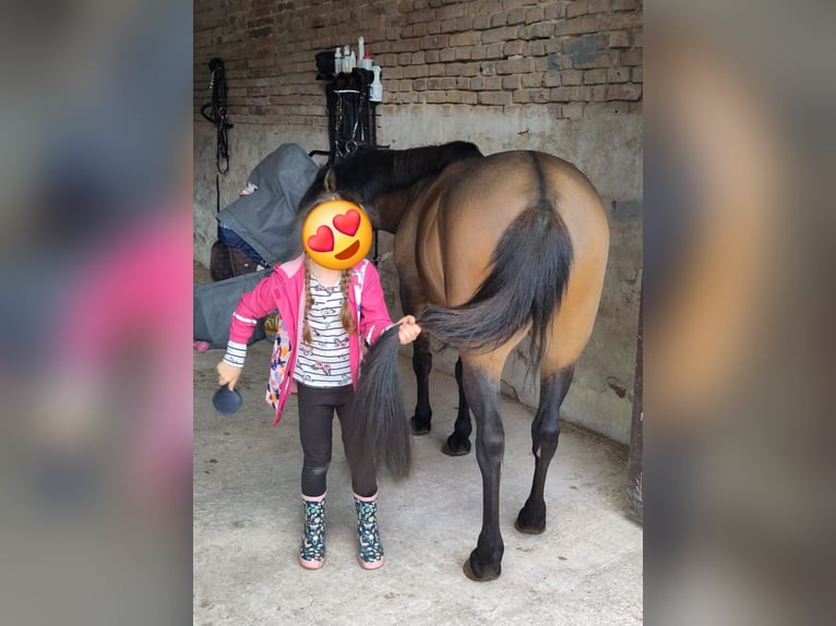 Hucul Mare 10 years 13,2 hh Dun in Golmbach