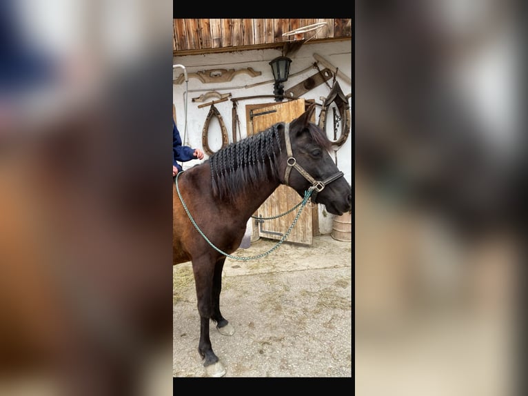 Hucul Mare 10 years 14.1 hh Black in Piesendorf