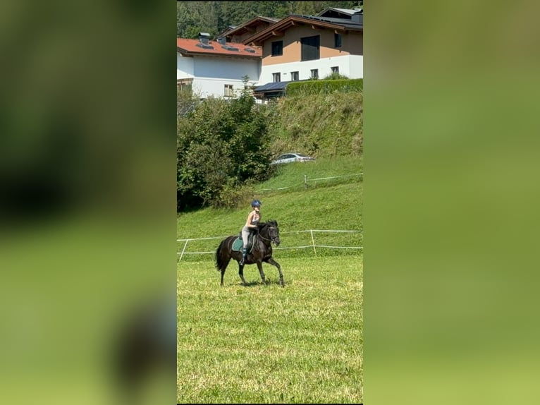 Hucul Mare 10 years 14.1 hh Black in Piesendorf